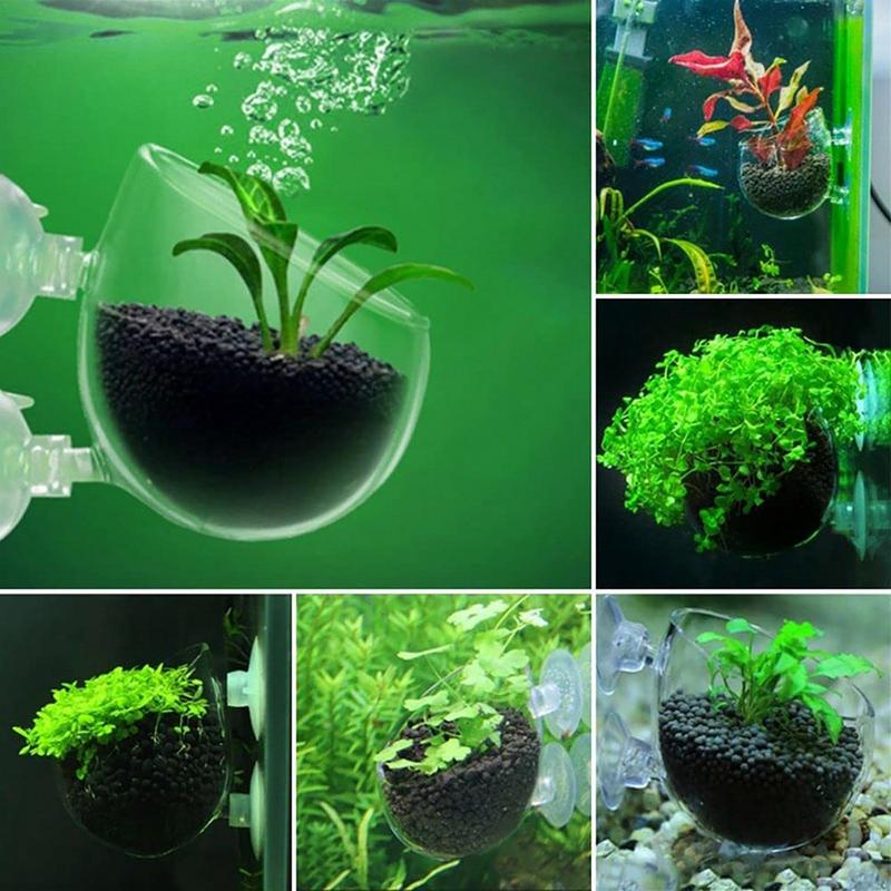 Tazza cilindrica in vetro per  - Aquarium Planted Seeds recensione e prezzo