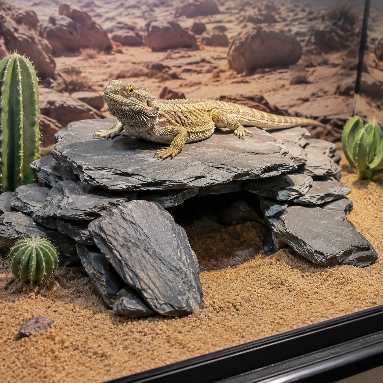 Scaglie di ardesia per acquari - Planted Aquarium Hardscape recensione e prezzo