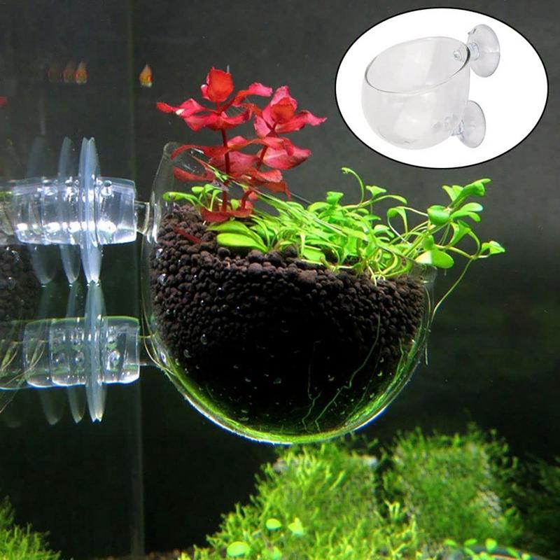 Tazza per piante acquatiche in - Aquarium Planted Seeds recensione e prezzo