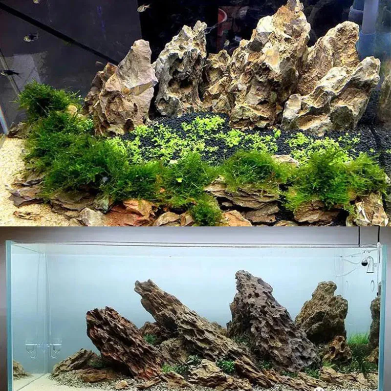 250g 500g 1000g Naturale Acqua - Aquarium Planted Seeds recensione e prezzo