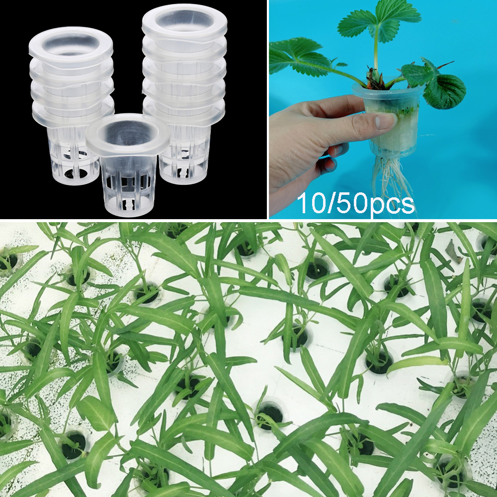 10/50pcs Forniture da giardino - Aquarium Planted Seeds recensione e prezzo