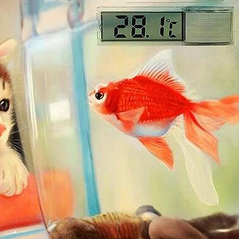 Termometro per acquario imperm - Aquarium Planted Seeds recensione e prezzo