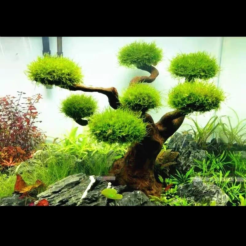 Acquario Driftwood Decorazione - Aquarium Plant Root Tabs recensione e prezzo