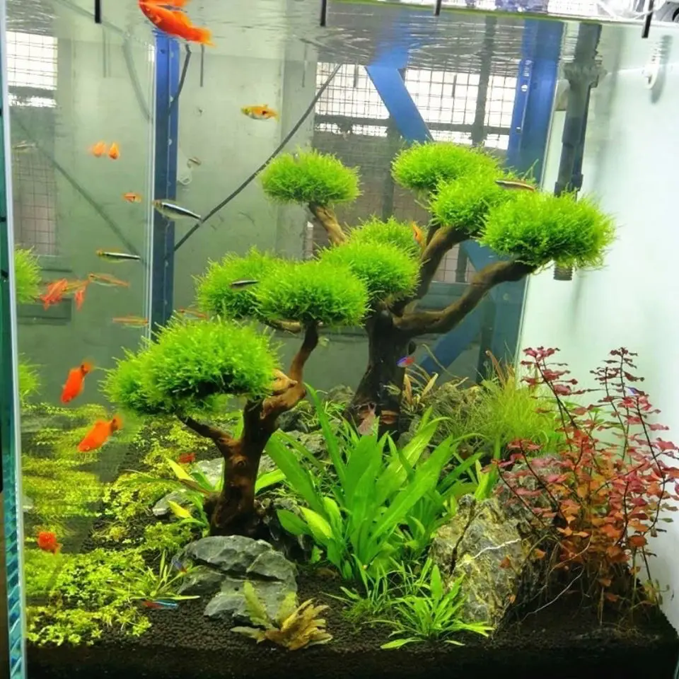 Acquario Driftwood Decorazione - Aquarium Plant Root Tabs recensione e prezzo