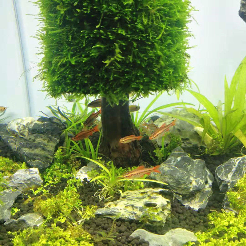 Decorazione dell'acquario pian - Aquarium Planted Seeds recensione e prezzo