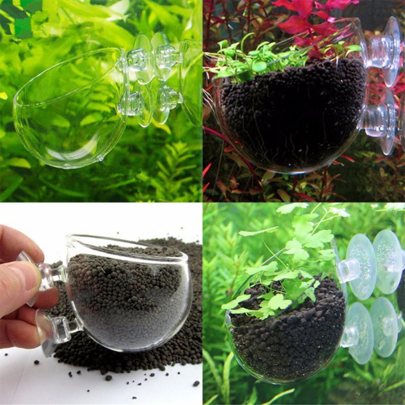 Acquario appeso vaso per piant - Aquarium Planted Seeds recensione e prezzo
