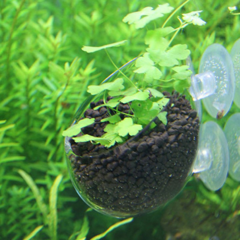 Acquario appeso vaso per piant - Aquarium Planted Seeds recensione e prezzo
