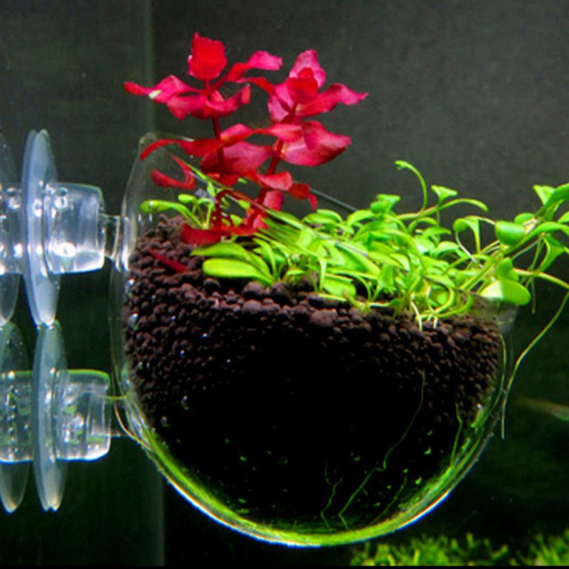 Acquario appeso vaso per piant - Aquarium Planted Seeds recensione e prezzo