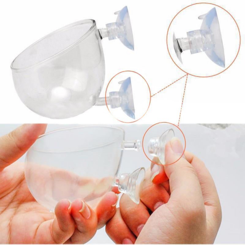 Acquario appeso vaso per piant - Aquarium Planted Seeds recensione e prezzo