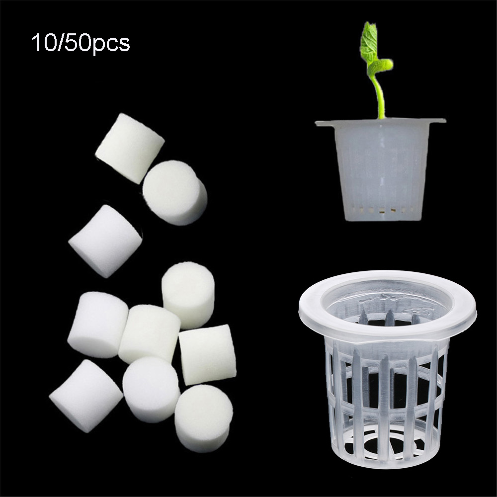 10/50pcs Durevole Piantare Acq - Aquarium Planted Seeds recensione e prezzo