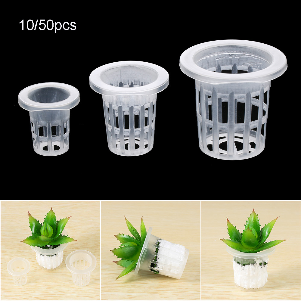 10/50pcs Durevole Piantare Acq - Aquarium Planted Seeds recensione e prezzo